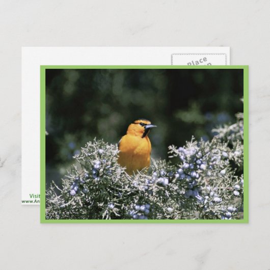 Bullock-Orol Postkarte (Vorne/Hinten)