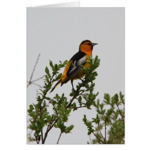 Bullocks Oriole