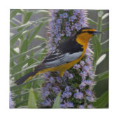 Bullocks Oriole Fliese (Vorderseite)