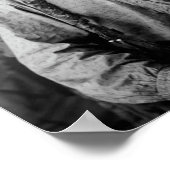 Bullportrait - Circa 1883 Poster (Ecke)