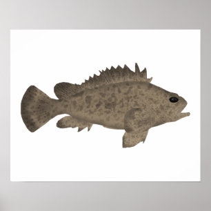 Bullrout Poster