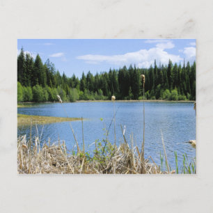 Bullrush - Marshall-See Postkarte