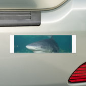 Bullshark Autoaufkleber (Auf Auto)