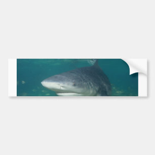 Bullshark Autoaufkleber