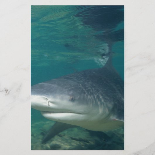 Bullshark Briefpapier (Vorderseite)