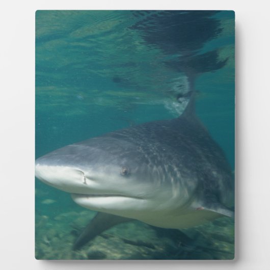 Bullshark Fotoplatte (Vorderseite)