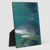 Bullshark Fotoplatte (Seite)