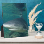 Bullshark Fotoplatte (Seite)