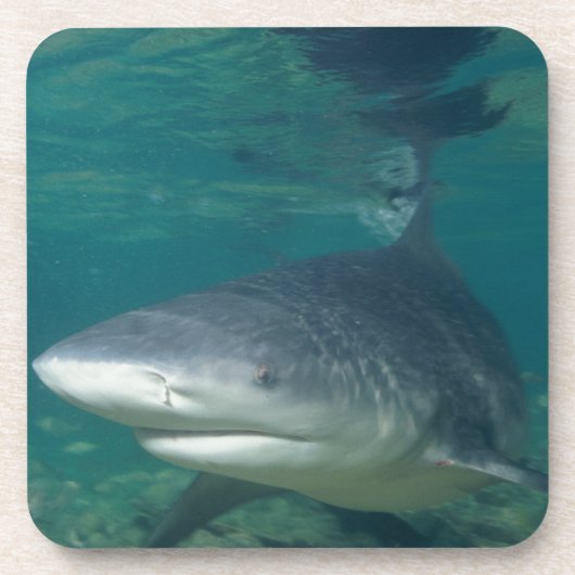 Bullshark Getränkeuntersetzer (Vorderseite)