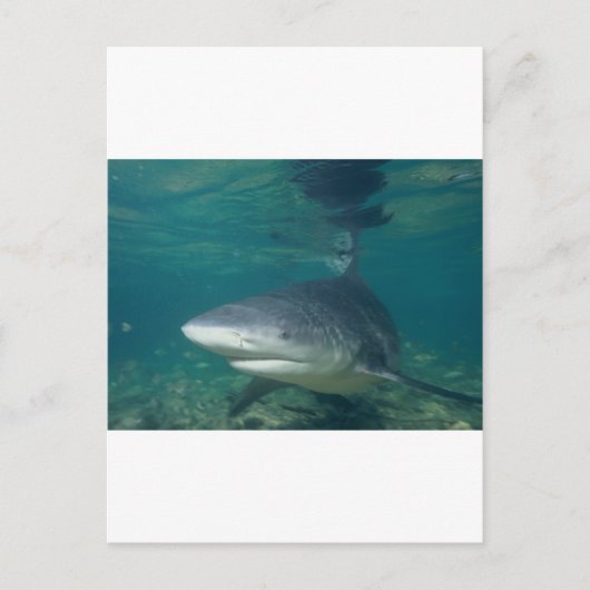 Bullshark Postkarte (Vorderseite)