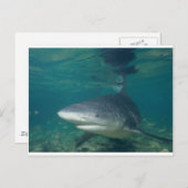 Bullshark Postkarte (Vorne/Hinten)