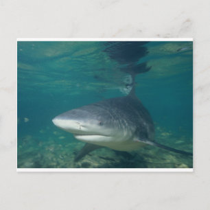 Bullshark Postkarte