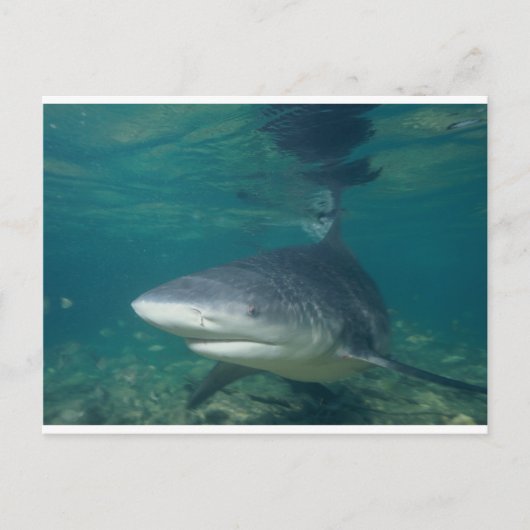Bullshark Postkarte (Vorderseite)