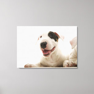 Bullterrier Leinwanddruck