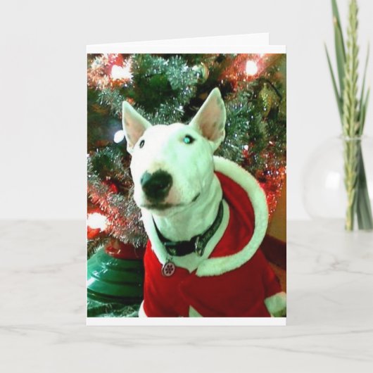 Bullterrierweihnachten Feiertagskarte (Vorderseite)