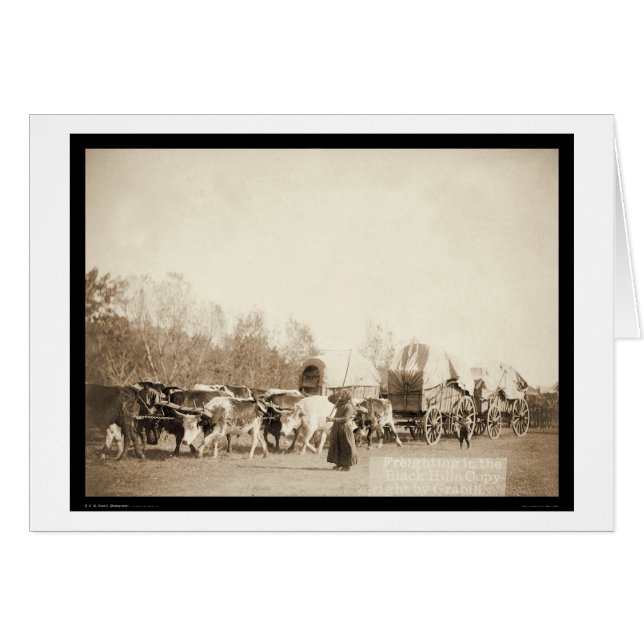 Bullwhacking Oxen SD 1887 (Vorderseite (Horizontal))