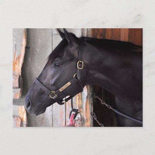 Bully Proof von Bellamy Road Flaming Slew Postkarte (Vorderseite)