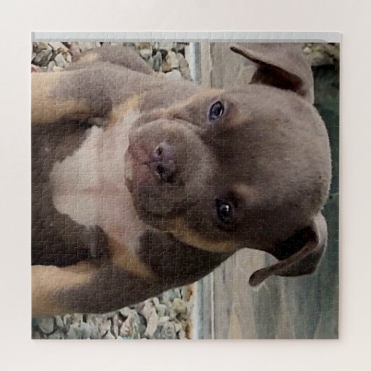 Bully Rasse Welpe Puzzle (Horizontal)