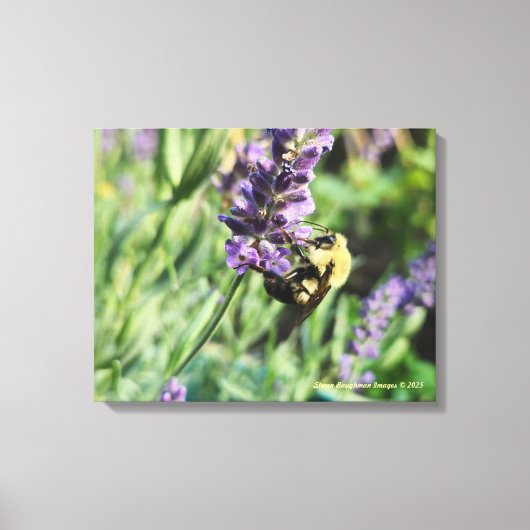 Bumble Bee and Lavender Stretched Canvas Print Leinwanddruck (Vorderseite)