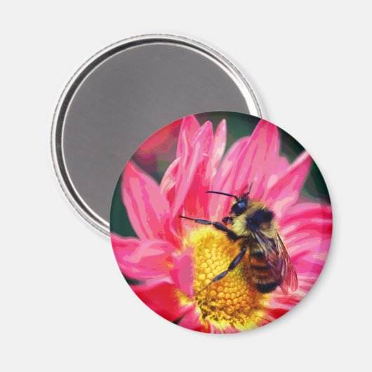 Bumble Bee On Pink Daisy Flower Art  Magnet (Vorderseite/Rückseite)