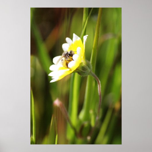 "Bumble Bee" Poster (Vorne)