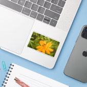 Bumblebee on a Sulfur Cosmos Aufkleber (Laptop mit iPhone)