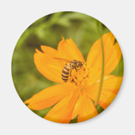 Bumblebee on a Sulfur Cosmos Magnet