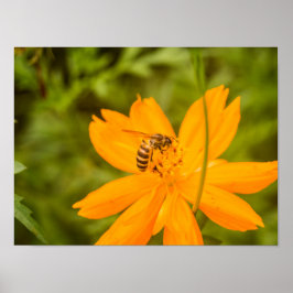 Bumblebee on a Sulfur Cosmos Poster