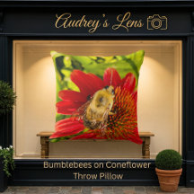 Bumblebee on Red Coneflower