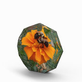 Bumblebees on Marigold Flower Fotoblock (Rechts)