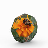 Bumblebees on Marigold Flower Fotoblock (Links)