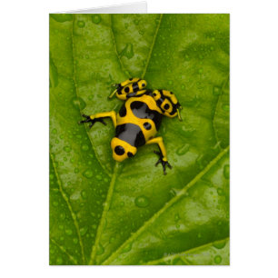 Bumblebepoison Dart Frog