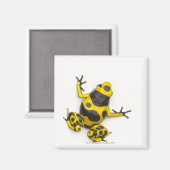 Bumblebepoison Dart Frog Magnet (Vorderseite/Rückseite)