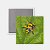 Bumblebepoison Dart Frog Magnet (Vorderseite/Rückseite)