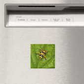 Bumblebepoison Dart Frog Magnet (In Situ (Geschirrspüler))