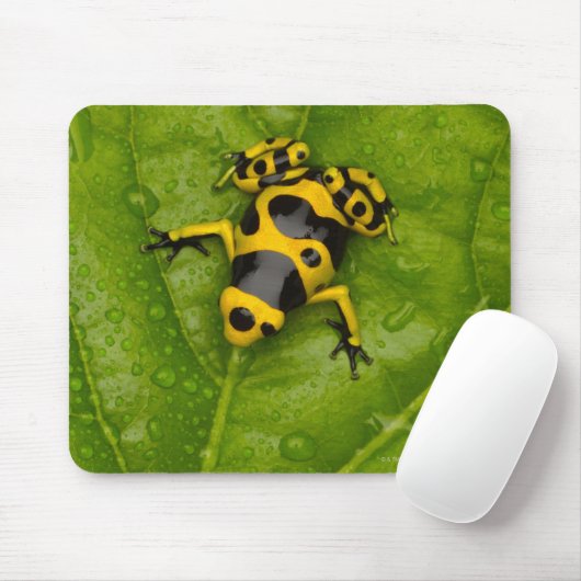 Bumblebepoison Dart Frog Mousepad (Mit Mouse)