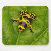 Bumblebepoison Dart Frog Mousepad (Vorne)
