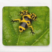 Bumblebepoison Dart Frog
