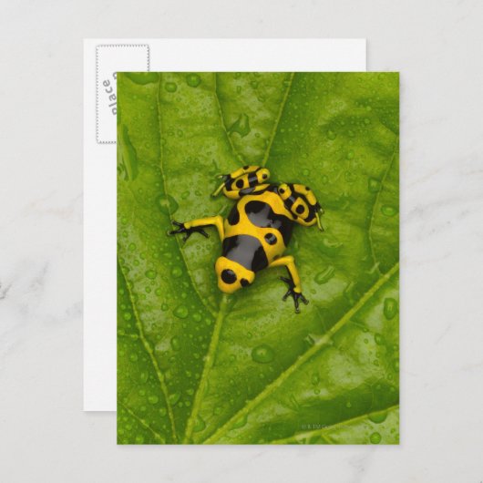 Bumblebepoison Dart Frog Postkarte (Vorne/Hinten)
