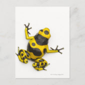 Bumblebepoison Dart Frog Postkarte (Vorderseite)