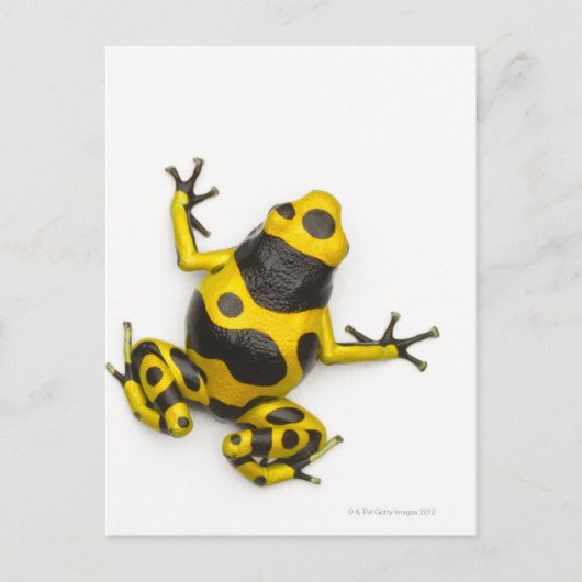 Bumblebepoison Dart Frog Postkarte (Vorderseite)