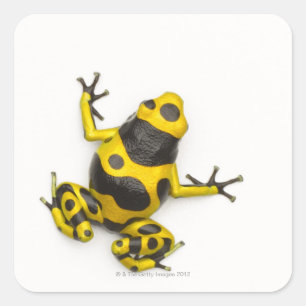 Bumblebepoison Dart Frog Quadratischer Aufkleber