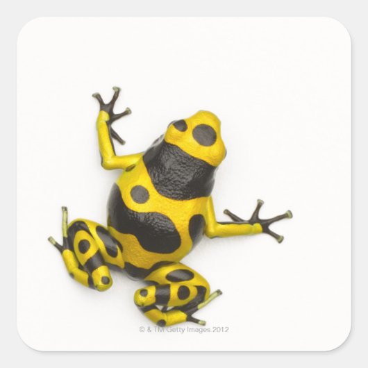 Bumblebepoison Dart Frog Quadratischer Aufkleber (Vorderseite)