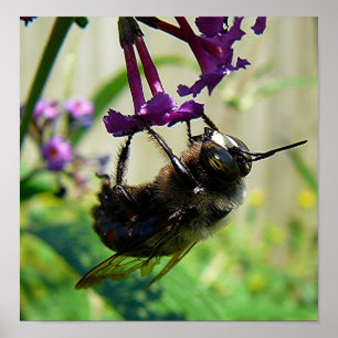 Bumblee Bee macro Poster