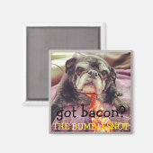 Bumblesnot Magnet: got Speck? Magnet (Vorderseite/Rückseite)