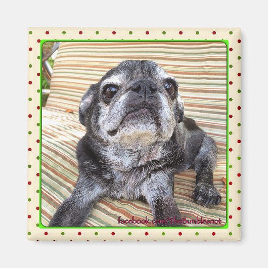 Bumblesnot-Magnet: Sitzen Puggy Magnet (Vorne)