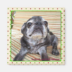 Bumblesnot Magnet: Sitzendes Puggy Magnet