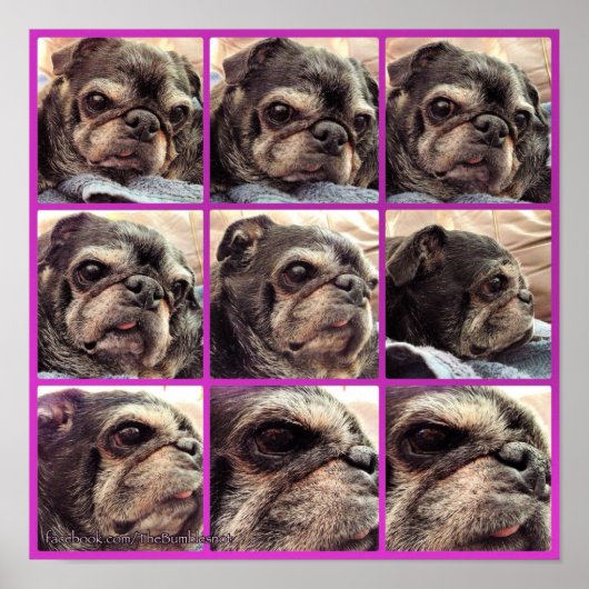 Bumblesnot Poster: Schattierungen der Hummel Poster (Vorne)