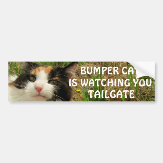 Bumper Cat beobachtet TAILGATE 8 Autoaufkleber (Vorne)