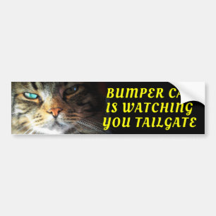 Bumper Cat beobachtet TAILGATE Oleo Schrift Autoaufkleber